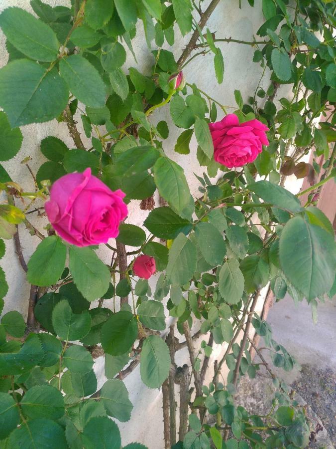 Studio Cosy Au Calme Apartment Libourne Ngoại thất bức ảnh